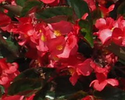 Begonia Gigante Ricadente Rosa (vaso 14 cm)