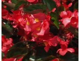 Begonia Gigante Ricadente Rosa (vaso 14 cm)