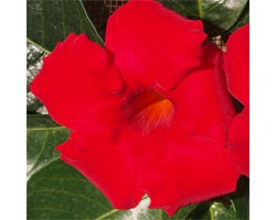 Pianta di Dipladenia Sundaville Grand red (Vaso 12 cm)