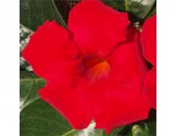 Pianta di Dipladenia Sundaville Grand red (Vaso 12 cm)