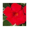 Pianta di Dipladenia Sundaville Grand red (Vaso 12 cm)