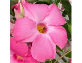 Pianta di Dipladenia Sundaville Cosmos pink (Vaso 12 cm)