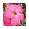 Pianta di Dipladenia Sundaville Cosmos pink (Vaso 12 cm)