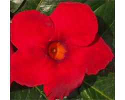 Pianta di Dipladenia Sundaville Cosmos carmine red (Vaso 12 cm)