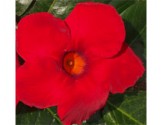 Pianta di Dipladenia Sundaville Cosmos carmine red (Vaso 12 cm)
