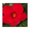 Pianta di Dipladenia Sundaville Cosmos carmine red (Vaso 12 cm)
