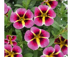 Calibrachoa MiniFamous Rave Pink Hawaii (Vaso 14 cm)