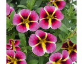 Calibrachoa MiniFamous Rave Pink Hawaii (Vaso 14 cm)