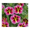 Calibrachoa MiniFamous Rave Pink Hawaii (Vaso 14 cm)