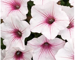 Petunia Vista Silverberry (vaso 14 cm)