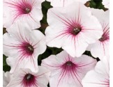 Petunia Vista Silverberry (vaso 14 cm)