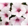 Petunia Vista Silverberry (vaso 14 cm)