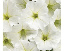 Petunia Vista Snowdrift (vaso 14 cm)