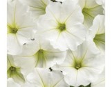 Petunia Vista Snowdrift (vaso 14 cm)