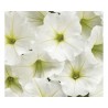 Petunia Vista Snowdrift (vaso 14 cm)