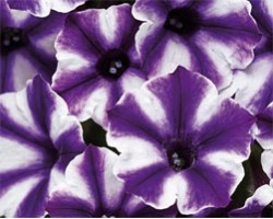 Petunia Violet Blast (vaso 14 cm)