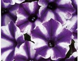 Petunia Violet Blast (vaso 14 cm)