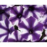 Petunia Violet Blast (vaso 14 cm)