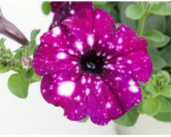Petunia Famous Royal Sky (vaso 14 cm)