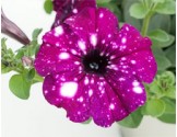Petunia Famous Royal Sky (vaso 14 cm)