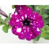 Petunia Famous Royal Sky (vaso 14 cm)