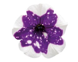 Petunia Alpetunia Glacier Sky (vaso 14 cm)