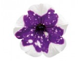 Petunia Alpetunia Glacier Sky (vaso 14 cm)