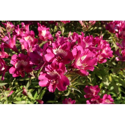 Alstroemeria (Giglio del Peru') Summer Chic (Vaso 18 cm)