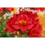 Alstroemeria (Giglio del Peru') Summer Pepper (Vaso 18 cm)