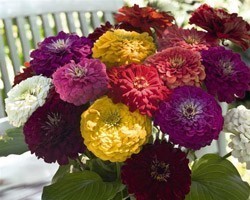 Pianta di Zinnia da reciso Benary’s giant (Vaschetta da 6 piante)