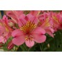 Alstroemeria (Giglio del Peru') Summer Rose (Vaso 18 cm)