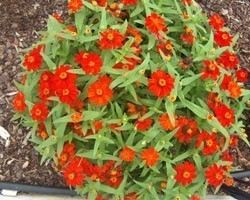 Pianta di Zinnia nana Profusion Fire (Vaso 11 cm)