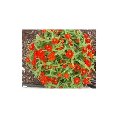 Pianta di Zinnia nana Profusion Fire (Vaso 11 cm)