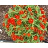 Pianta di Zinnia nana Profusion Fire (Vaso 11 cm)