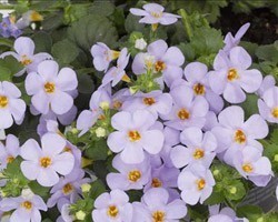 Pianta di Bacopa Bahia Sky Blue (Vaso 14 cm)
