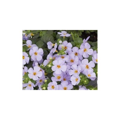Pianta di Bacopa Bahia Sky Blue (Vaso 14 cm)