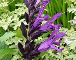 Pianta di Salvia Amistad