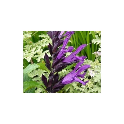 Pianta di Salvia Amistad