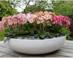 Pianta di Lewisia Elise (Vaso 11 cm)