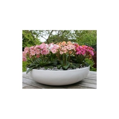 Pianta di Lewisia Elise (Vaso 11 cm)