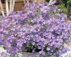 Pianta di Phlox Summerstars