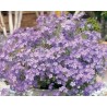 Pianta di Phlox Summerstars