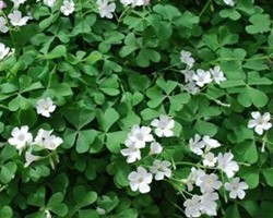 Pianta di Oxalis White Pillow (Vaso 14 cm)