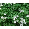 Pianta di Oxalis White Pillow (Vaso 14 cm)