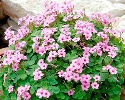 Pianta di Oxalis Pink Pillow (Vaso 14 cm)