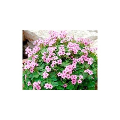 Pianta di Oxalis Pink Pillow (Vaso 14 cm)
