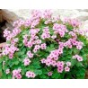 Pianta di Oxalis Pink Pillow (Vaso 14 cm)