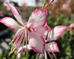 Pianta di Gaura Rosy Jane (Vaso 14 cm)