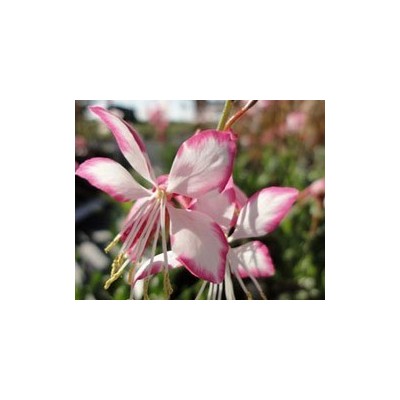 Pianta di Gaura Rosy Jane (Vaso 14 cm)