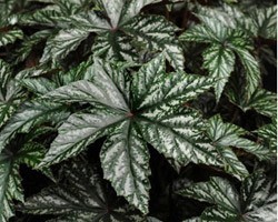 Pianta di Begonia Gryphon (Vaso 14 cm)